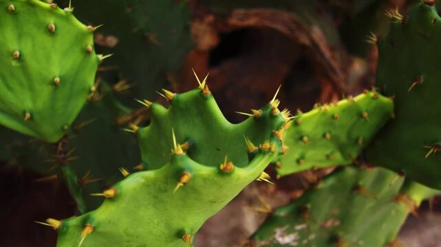 cactos na praia do nordeste 