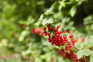Ripe red currant berries on a branch in the garden