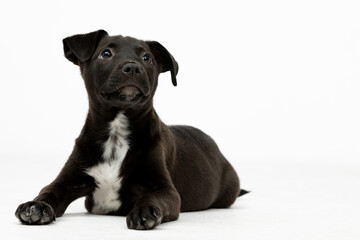 An adorable black puppy featuring a beautiful white chest marking, full of charm and joy