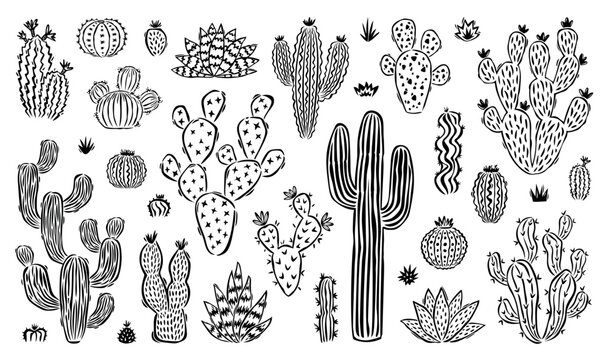 Hand drawn cactus doodle set. Collection of cute cartoon cactus houseplant illustrations in black and white vintage style. Isolated nature desert flora element.eps