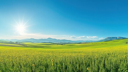 Obraz premium Vibrant Sunflower Field Under a Clear Blue Sky With Distant Mountains