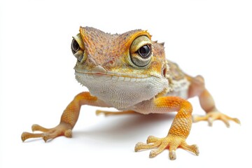 Obraz premium Close-up of a vibrant gecko