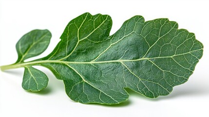 A Single Green Leaf Isolated On White Background