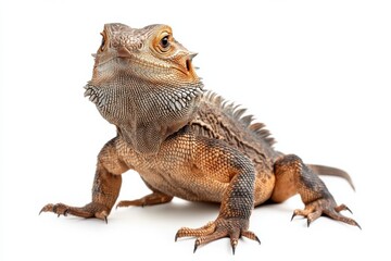 Obraz premium Close-up of a Bearded Dragon