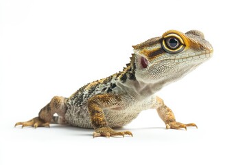 Obraz premium A young, curious lizard poses against a white background.