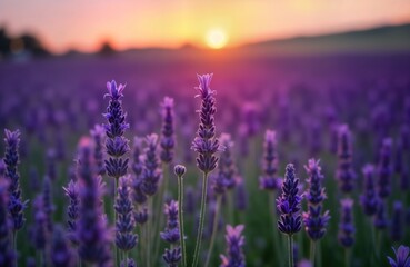 Obraz premium Beautiful lavender field at sunrise. Purple blossoms fill large field. Sunlight shines through flowers. Scenic rural landscape. Lavender plants vibrant purple. Summertime scene in countryside. Nature