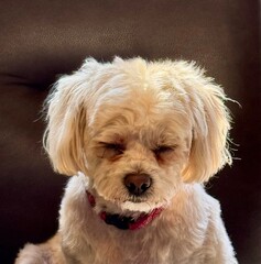 portrait of a retriever