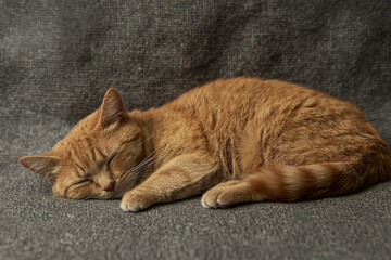 A cozy orange cat peacefully sleeping on a soft gray fabric, creating a serene home atmosphere