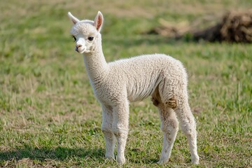 Fototapeta premium Adorable young alpaca standing in a lush green field under a clear blue sky, showcasing its fluffy coat