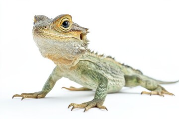 Obraz premium Close-up of a young lizard on white background