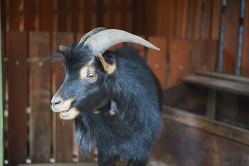 a black goat on cage