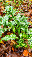 Arum italicum. Young sprouts of Italian arum