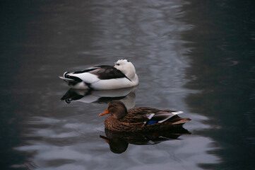ducks in the water