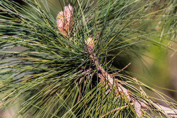 Pinus brutia pertenece a la familia de Pinaceae.