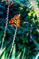 Chasmanthe floribunda pertenece a la familia de Iridaceae.