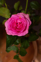 pink rose on a green background