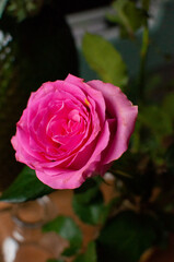 pink rose in garden