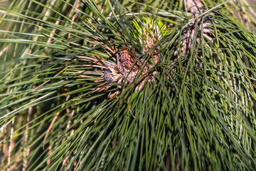 Pinus brutia pertenece a la familia de Pinaceae.
