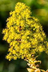 Abeja posada en un arbusto con flores amarillas.