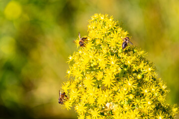 Abeja posada en un arbusto con flores amarillas.