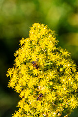 Abeja posada en un arbusto con flores amarillas.