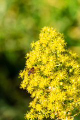 Abeja posada en un arbusto con flores amarillas.