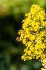 Abeja posada en un arbusto con flores amarillas.