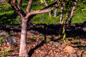 Fototapeta premium Vegetación en un parque público de Tenerife.