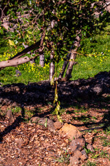 Vegetación en un parque público de Tenerife.