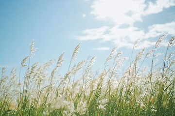 Serene landscape of tall grass swaying in the gentle breeze under a bright blue sky