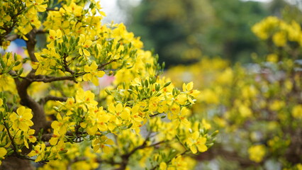 The apricot blossoms are in full bloom, a beautiful sight to behold.