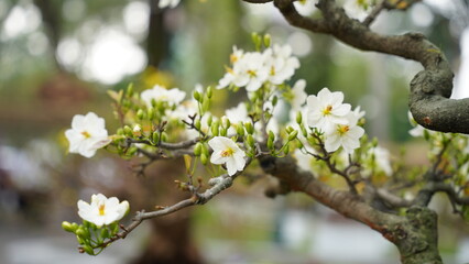 The apricot blossoms are in full bloom, a beautiful sight to behold.