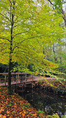 autumn in the forest