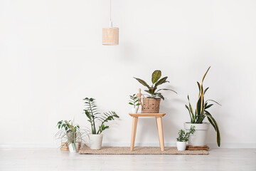 Table with green plants on rug near light wall in room