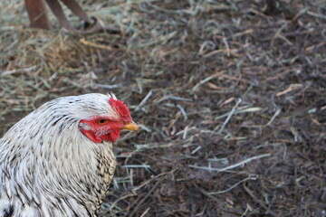 Poule blanche et rouge