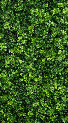 Obraz premium Lush green foliage creating vibrant natural backdrop