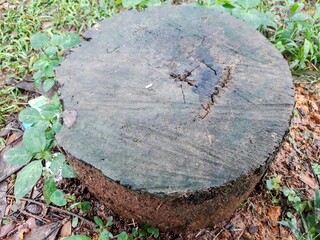 Rotting tree stump