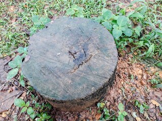 Rotting tree stump