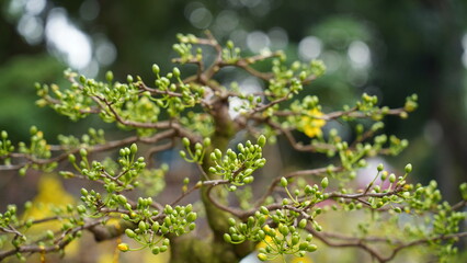 The apricot blossoms are a symbol of hope and renewal.