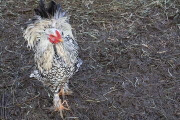 Poule blanche et rouge