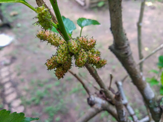 unripe mulberries on the tree
