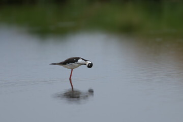 Black-necked stilt preening