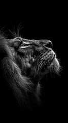 Naklejka premium Lion's head in the moonlight.