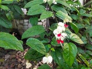 Clerodendrum thomsoniae or Bleeding Heart Vine is an ornamental vine native to tropical West Africa. This plant is useful as an ornamental shade plant and traditional medicine.