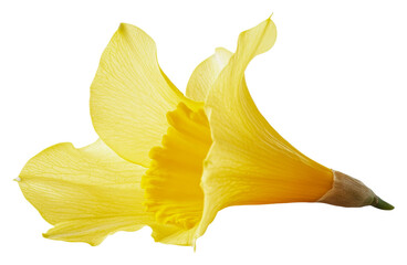 Naklejka premium Vibrant yellow daffodil bloom in springtime isolated on transparent background