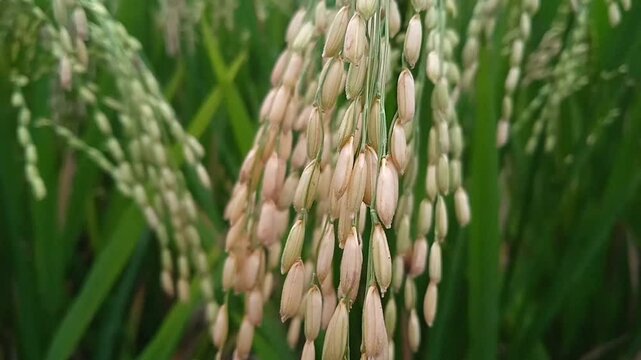 Close up of oryza sativa plant grains