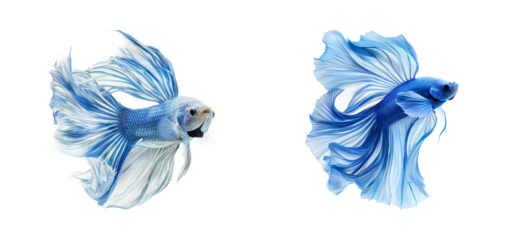 Majestic Blue Betta Fish on Transparent Background