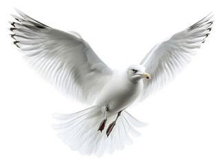 Fototapeta premium Seagull soaring against a bright sky isolated on transparent background