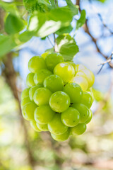 Sweet green grape on a branch over green natural garden Blur background, Bunch of Shine Muscat Grape with leaves in blur background.