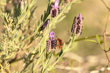 Polinizando en pleno invierno, algo inusual